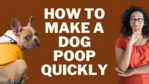 How to Make a Dog Poop Quickly