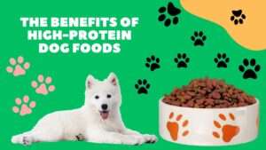 The Benefits of High-Protein Dog Foods