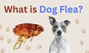 Understanding Dog Flea Problems | Unraveling the Mystery