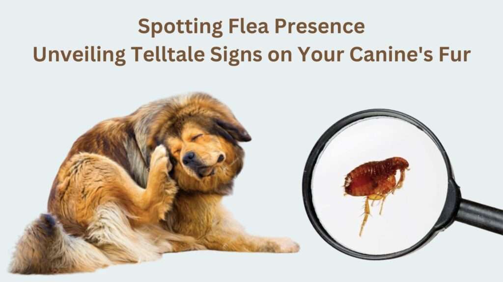 Visible Signs on Your Dog's Coat