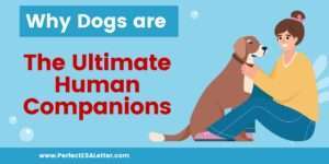 Why Dogs are the Ultimate Human Companions