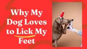 Why My Dog Loves to Lick My Feet