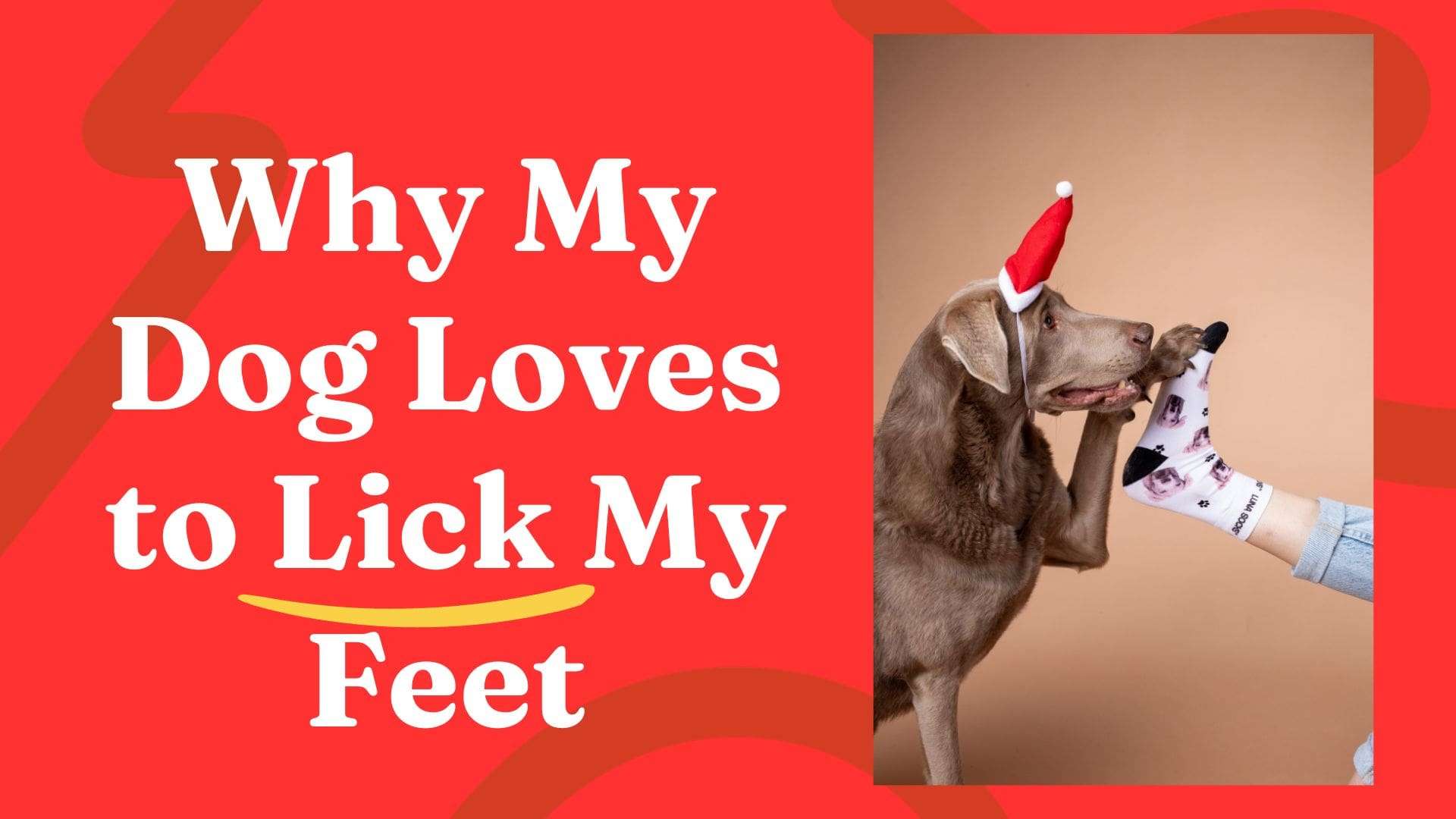 Why My Dog Loves to Lick My Feet