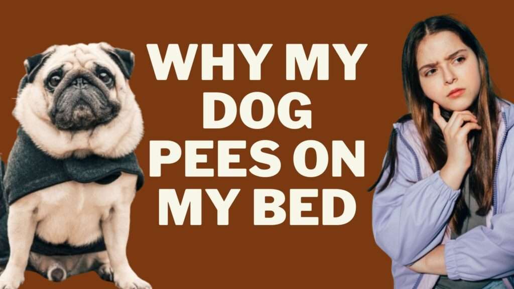 Why My Dog Pees on My Bed