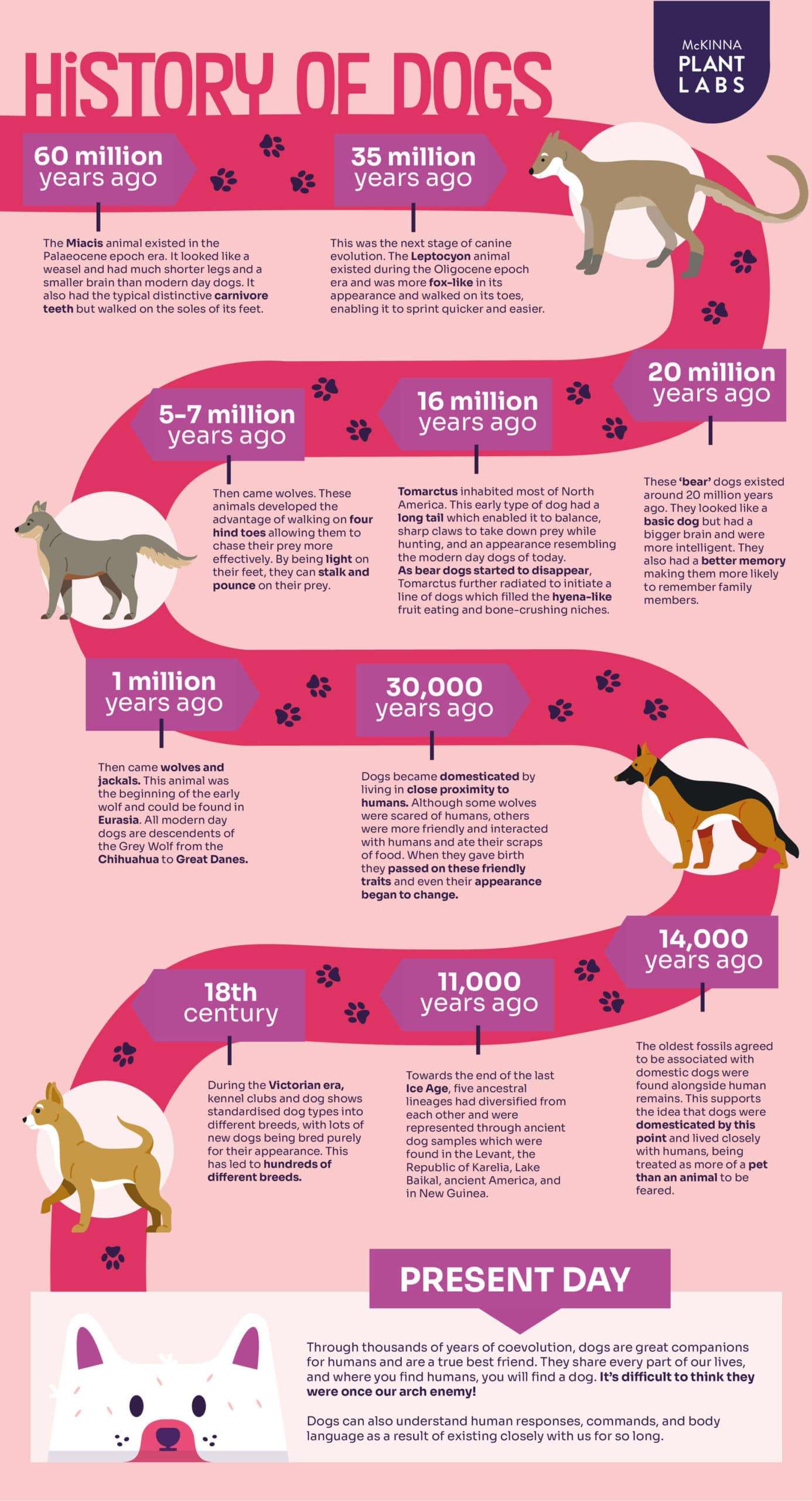 evolution of dogs timeline