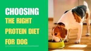 Choosing the Right Protein Diet for Dog