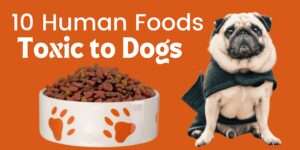 10 Human Foods Toxic to Dogs | Canine Health Hazard