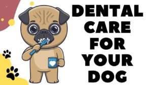 Dental Care for Your Dog | Essential Dental Care Tips