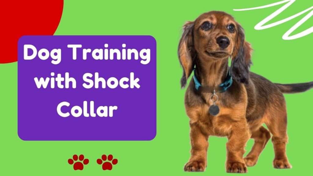 Dog Training with Shock Collar | Train Smarter