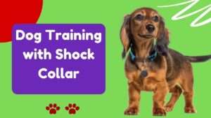 Dog Training with Shock Collar | Train Smarter