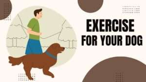 Exercise for Your Dog | Tail-Wagging Workouts
