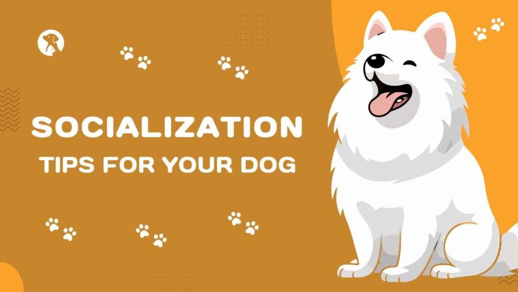 Socialization Tips for Your Dog