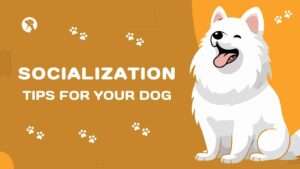 Socialization Tips for Your Dog