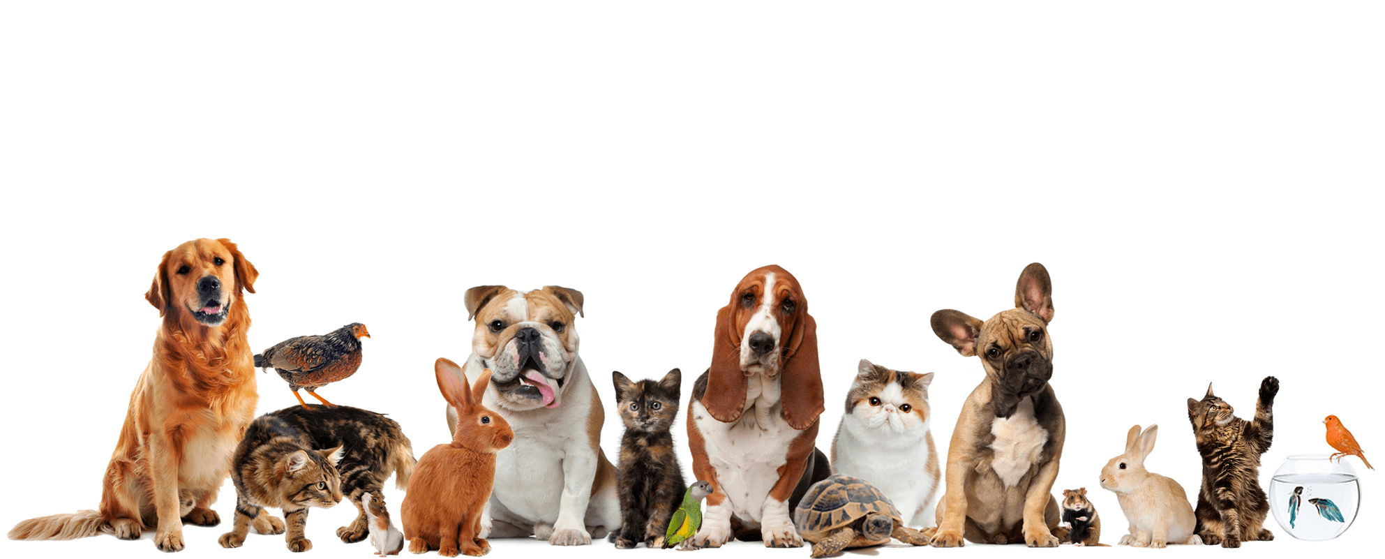 Emotional support animals